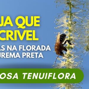 Mel de Abelha Florada da Jurema Preta